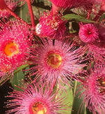 Fiori di eucalipto