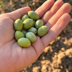 Olive appena raccolte nella mano